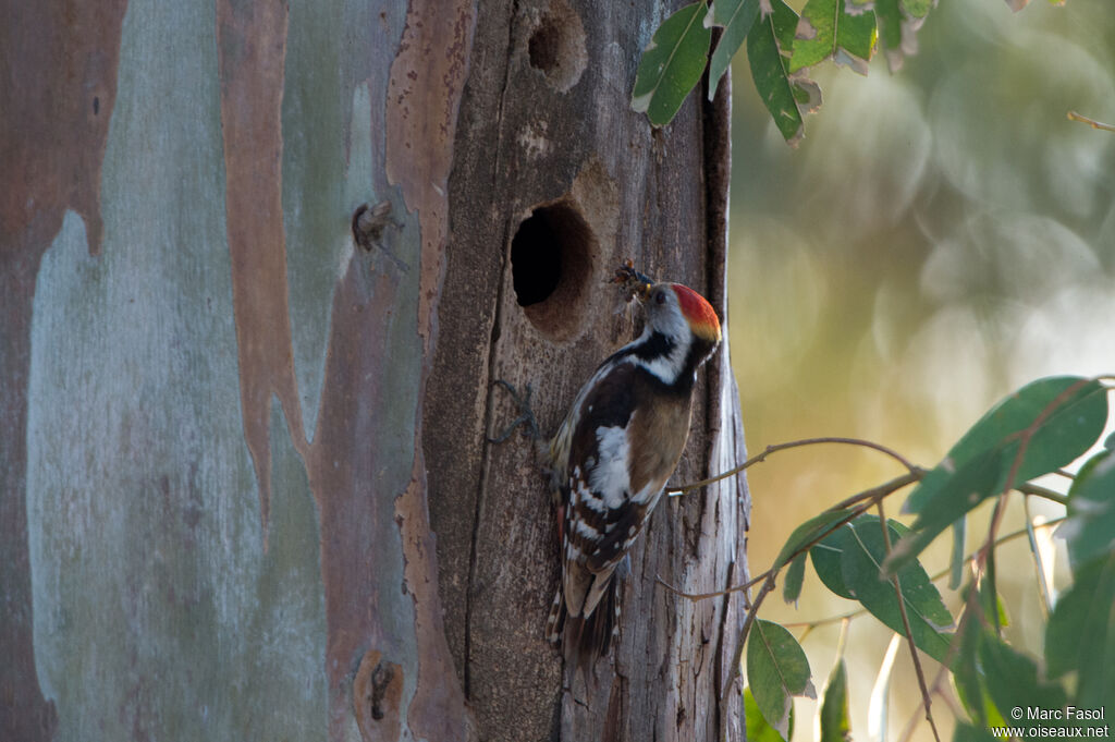 Middle Spotted Woodpeckeradult, Reproduction-nesting