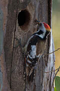 Middle Spotted Woodpecker