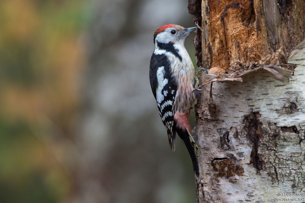 Middle Spotted Woodpecker female adult, identification, eats