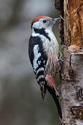 Middle Spotted Woodpecker