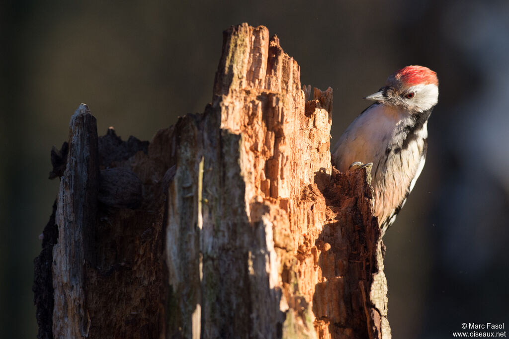 Middle Spotted Woodpecker female adult, identification