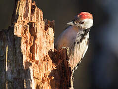 Middle Spotted Woodpecker