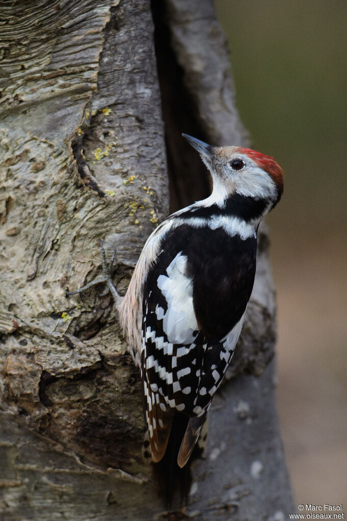 Pic mar femelle adulte, identification