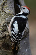 Middle Spotted Woodpecker