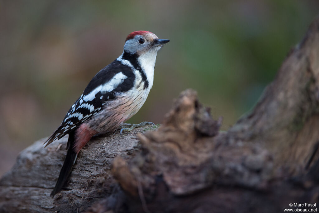 Middle Spotted Woodpecker female adult, identification