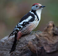 Middle Spotted Woodpecker