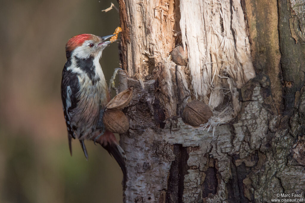 Middle Spotted Woodpecker female adult, eats