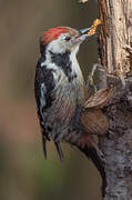 Middle Spotted Woodpecker