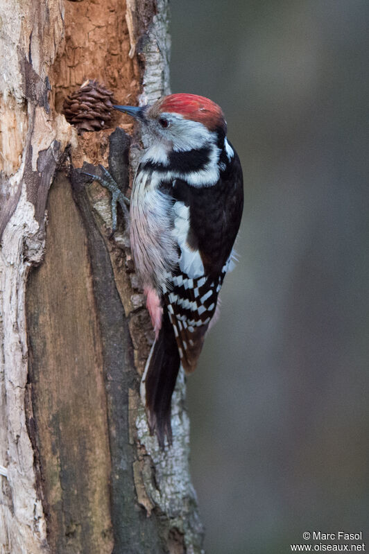Middle Spotted Woodpecker female adult, identification, eats