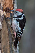 Middle Spotted Woodpecker