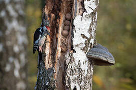 Middle Spotted Woodpecker