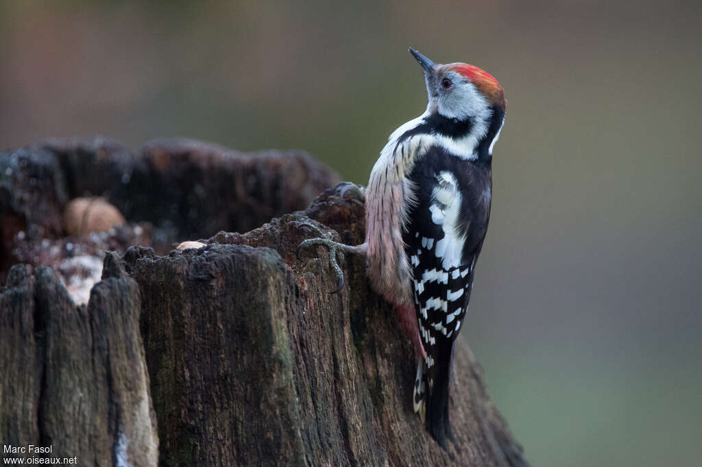 Middle Spotted Woodpecker female adult breeding, identification