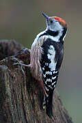 Middle Spotted Woodpecker