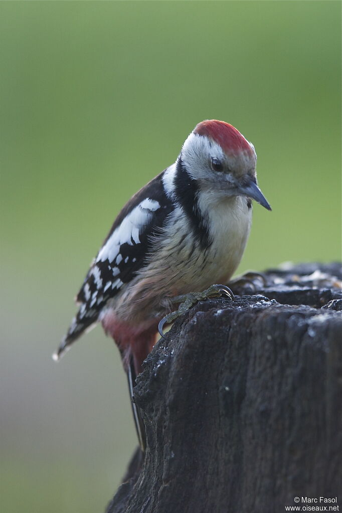 Middle Spotted Woodpecker female adult post breeding, identification, Behaviour