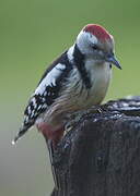 Middle Spotted Woodpecker