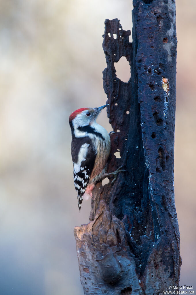 Middle Spotted Woodpeckeradult, identification