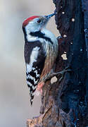 Middle Spotted Woodpecker