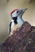 Middle Spotted Woodpecker