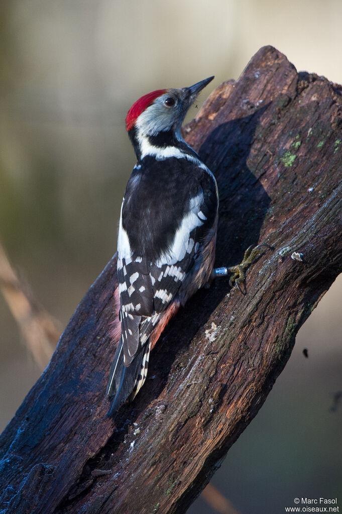 Middle Spotted Woodpeckeradult