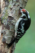 Middle Spotted Woodpecker