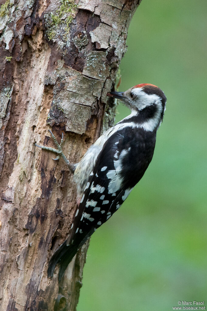 Middle Spotted Woodpeckeradult, moulting