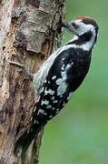 Middle Spotted Woodpecker