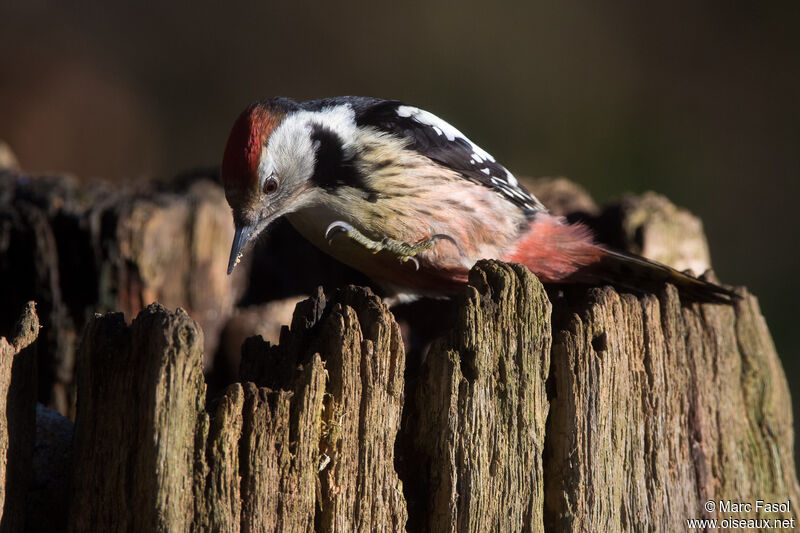 Middle Spotted Woodpeckeradult, identification, eats
