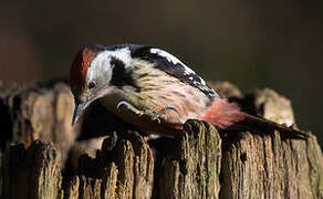 Middle Spotted Woodpecker