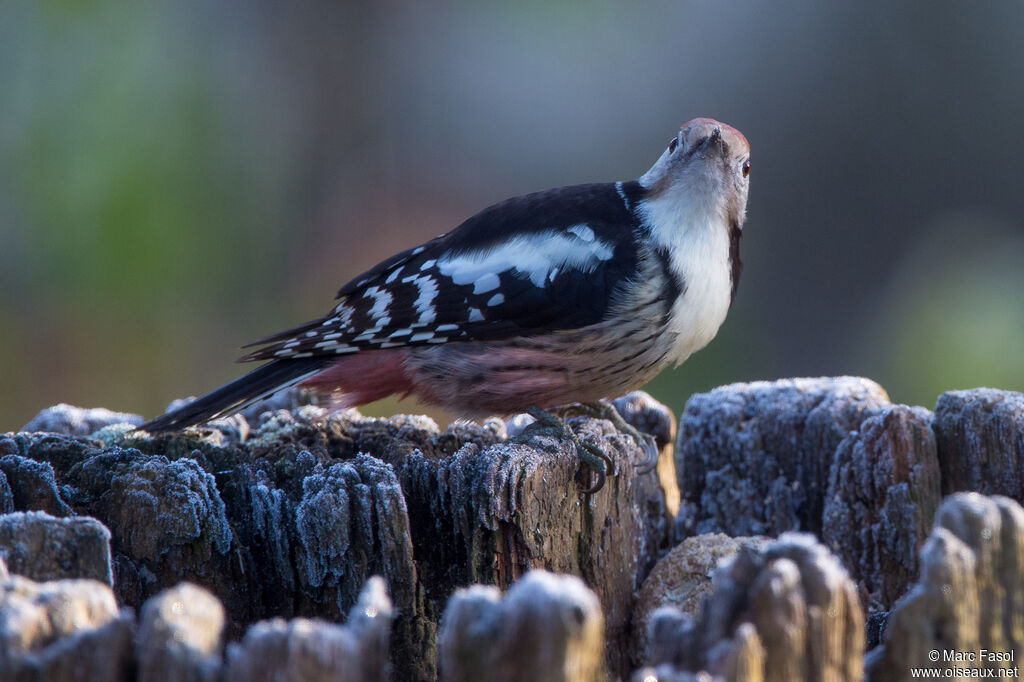 Middle Spotted Woodpeckeradult, identification