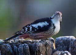 Middle Spotted Woodpecker