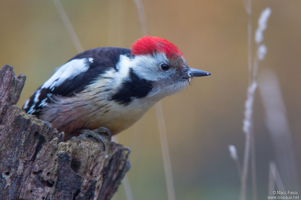 Middle Spotted Woodpeckeradult, identification