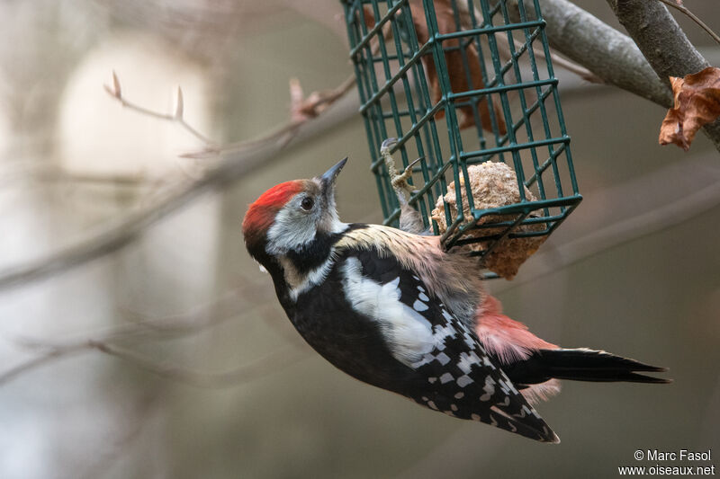Middle Spotted Woodpeckeradult post breeding, eats