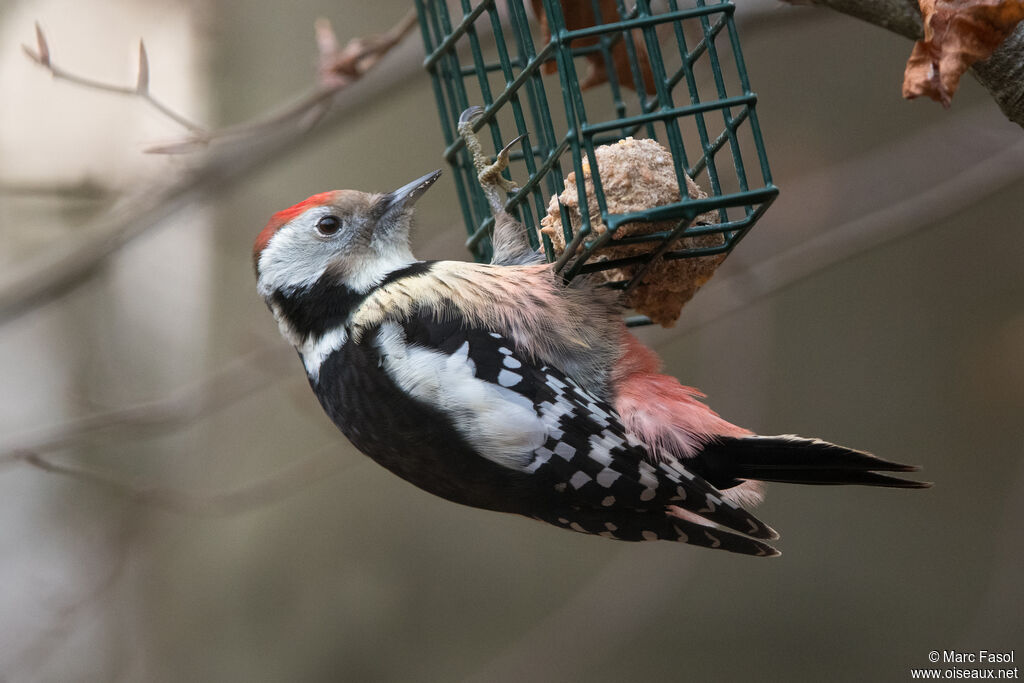 Middle Spotted Woodpeckeradult, eats