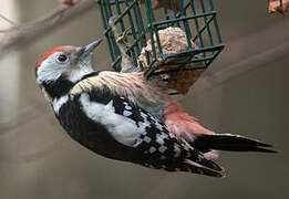 Middle Spotted Woodpecker