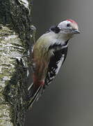 Middle Spotted Woodpecker