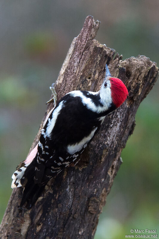 Middle Spotted Woodpeckeradult, identification, feeding habits, fishing/hunting, eats