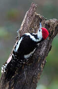 Middle Spotted Woodpecker