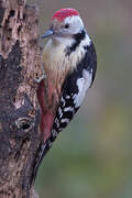 Middle Spotted Woodpecker