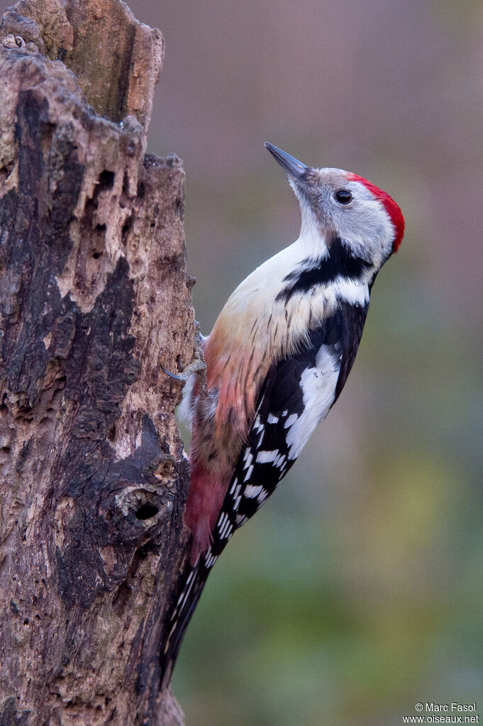 Middle Spotted Woodpeckeradult breeding