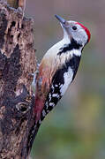 Middle Spotted Woodpecker