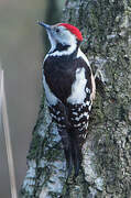 Middle Spotted Woodpecker