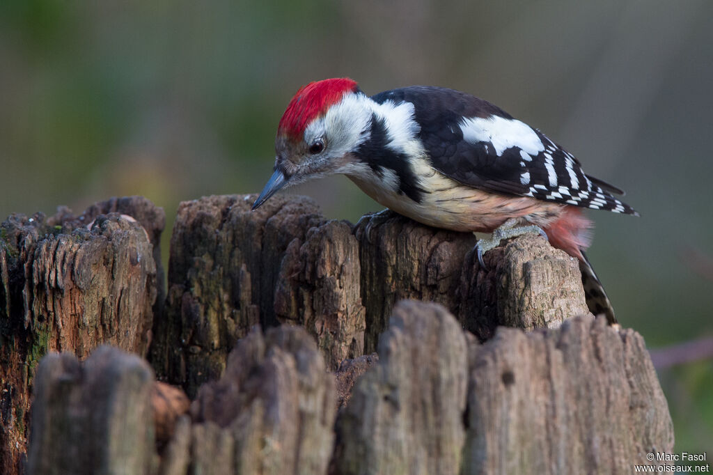 Middle Spotted Woodpeckeradult, identification