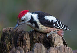 Middle Spotted Woodpecker