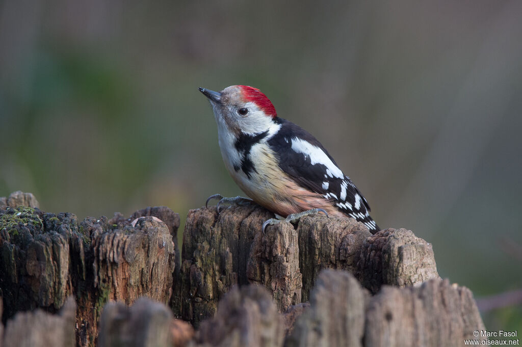 Middle Spotted Woodpeckeradult, identification