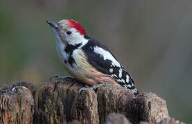 Middle Spotted Woodpecker