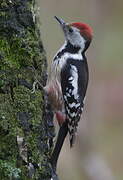 Middle Spotted Woodpecker