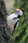 Middle Spotted Woodpecker