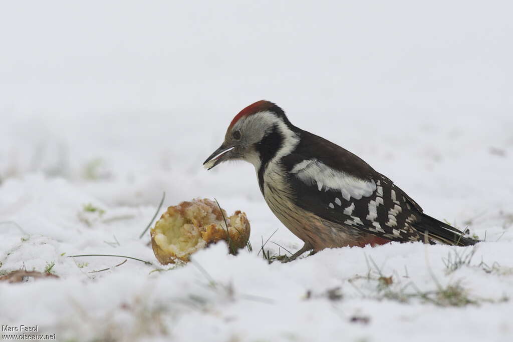 Middle Spotted Woodpecker female adult post breeding, feeding habits, Behaviour