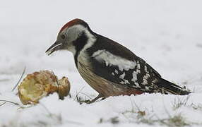 Middle Spotted Woodpecker