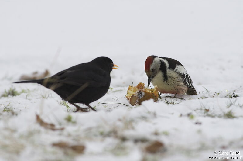 Middle Spotted Woodpecker female adult post breeding, identification, feeding habits, Behaviour